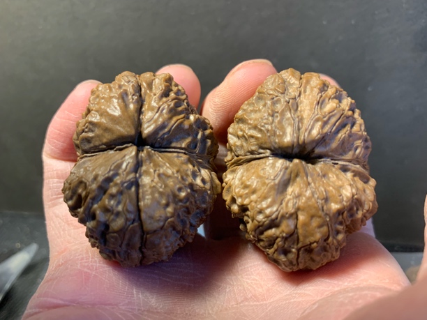 44云南野生铁核桃011号磁石金蟾红阴清水清理手工打底