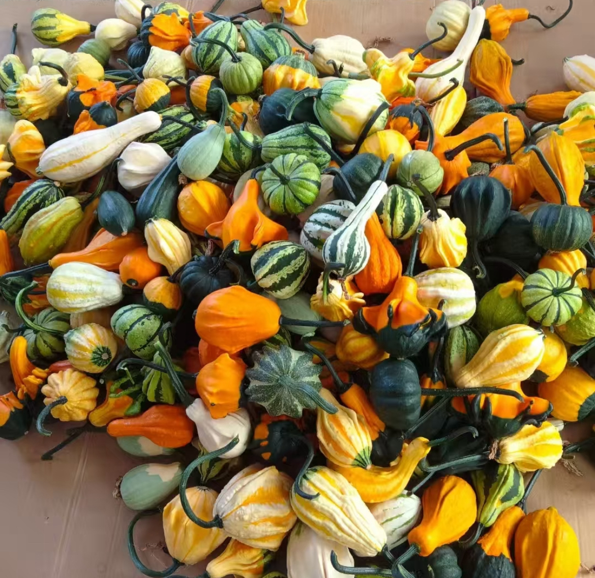 七彩疙瘩葫芦手把件天然原皮原色适合盘玩