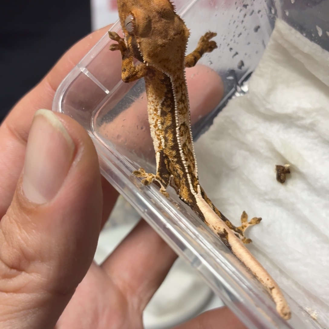 睫角守宫睫角守宫可爱入门