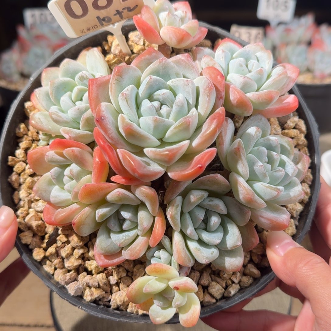 087号冰玉老桩群生12头