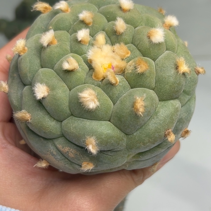 464 袖蒲嫁接仙人球