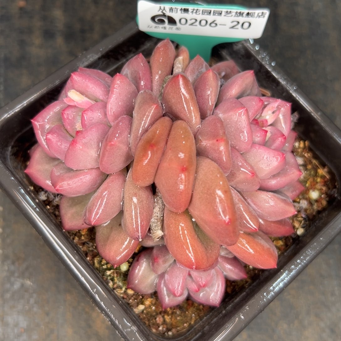 多肉一物一拍0206-20