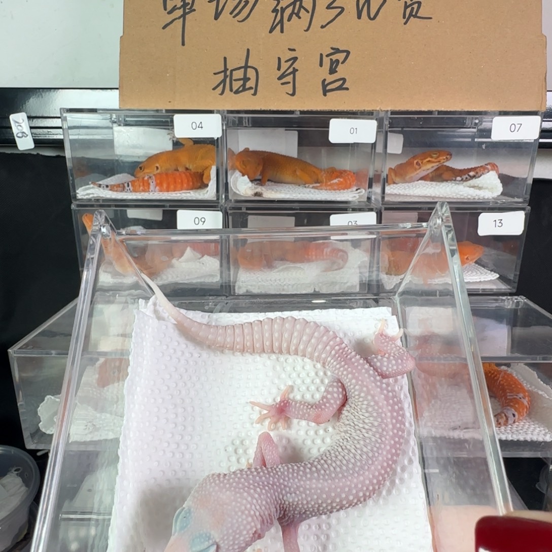 豹纹守宫雪花恶魔白酒