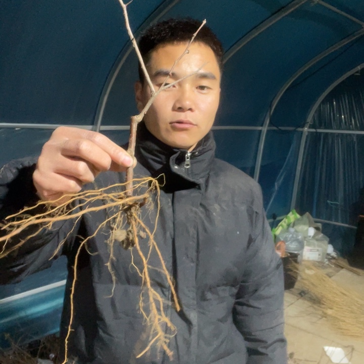 复色东洋锦海棠花一颗苗