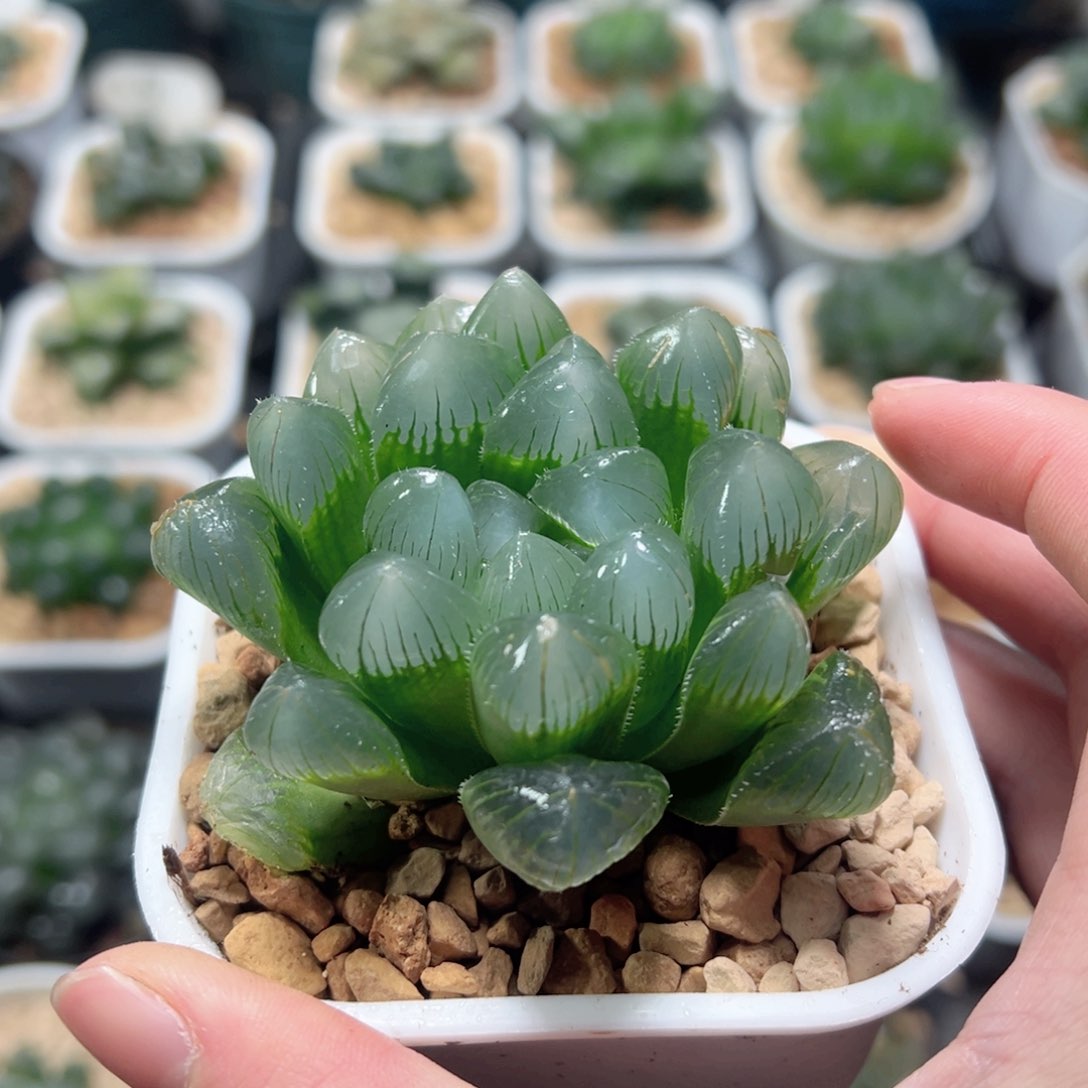 特丸玉露多肉植物