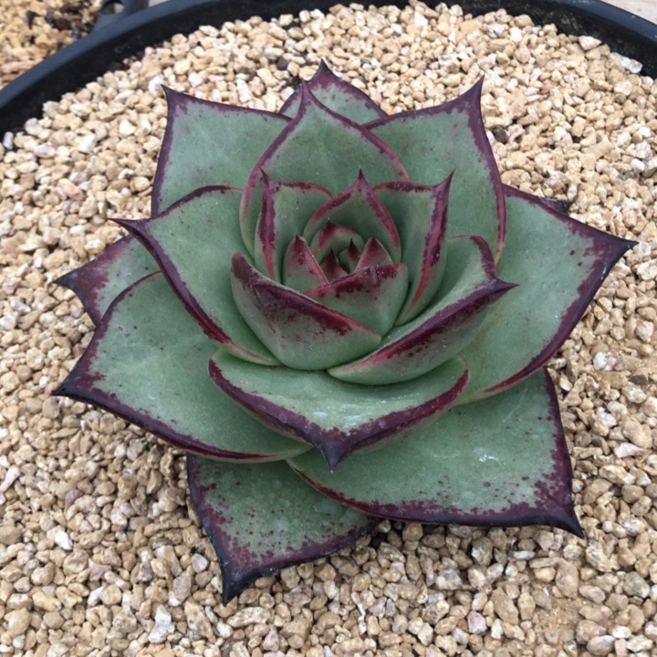 超级大宽母本111111