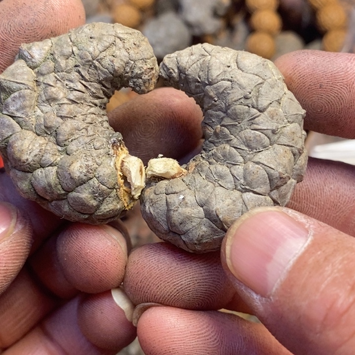 桃核吊坠东北特产262