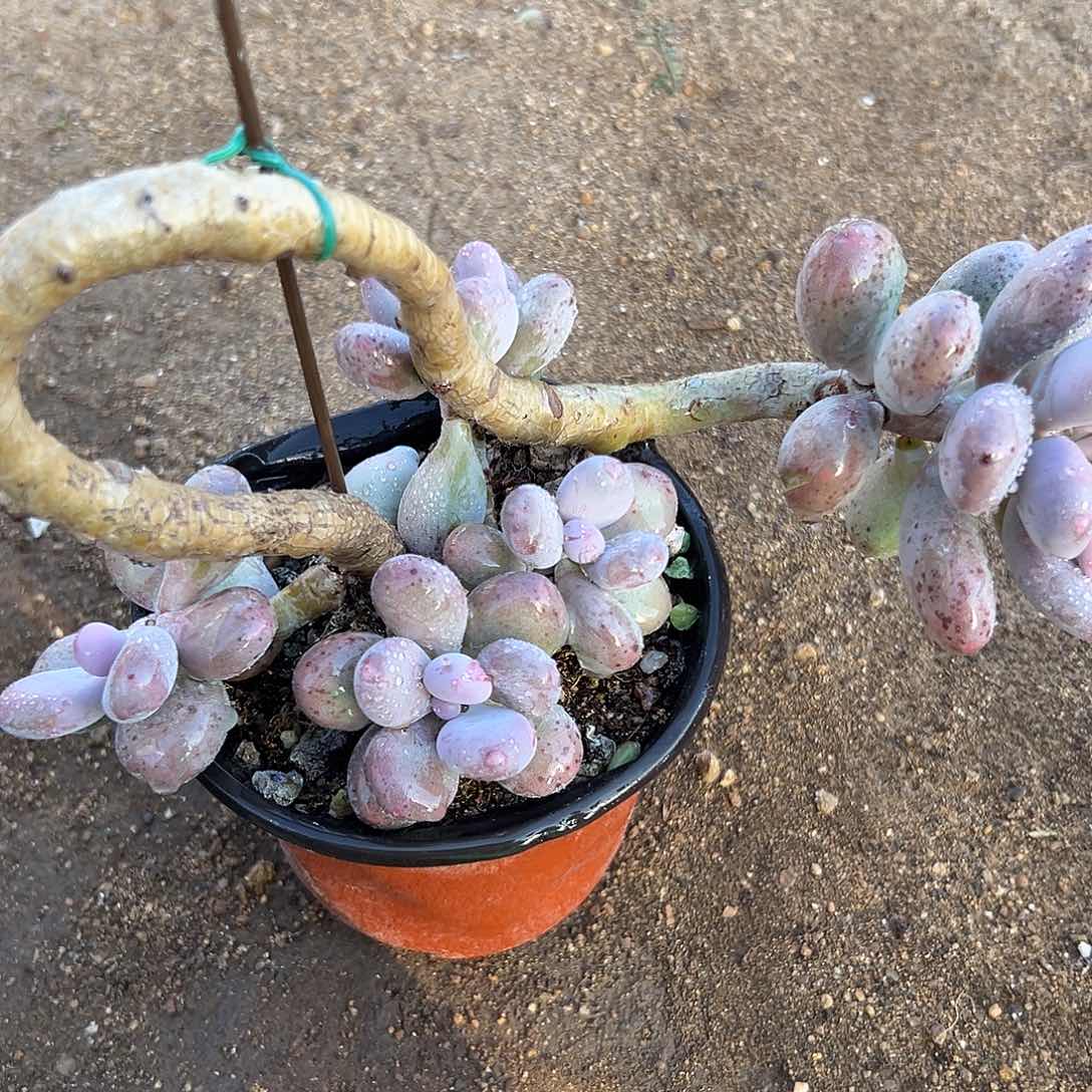 多肉植物桃美人老庄