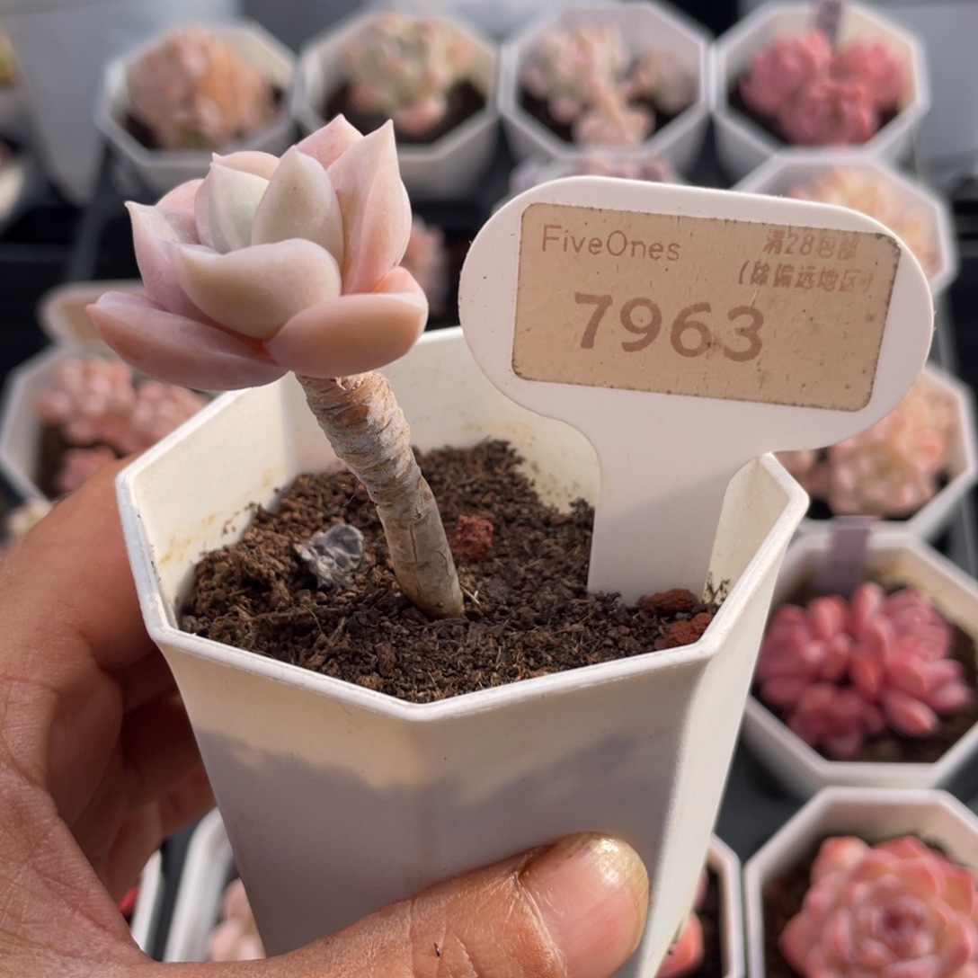 可爱玫瑰7963-3.5厘米