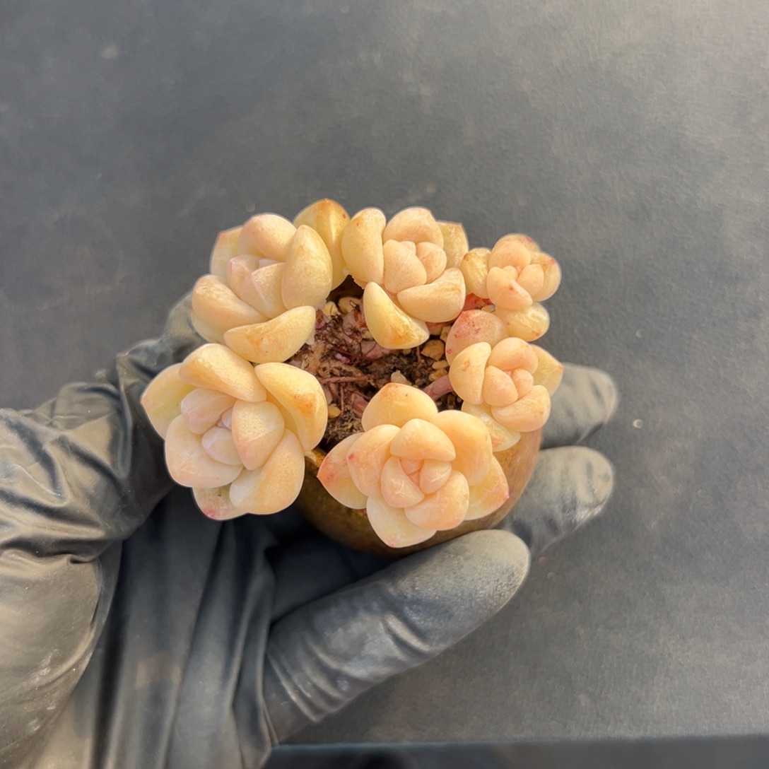 六头冰玉带盆000000000