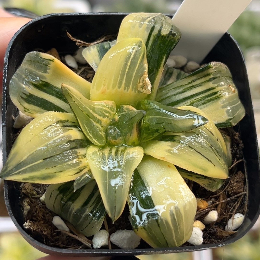 16红纹寿锦（叶片有伤介意勿拍）福利专场