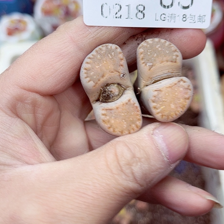 郎哥多肉生石花18-83