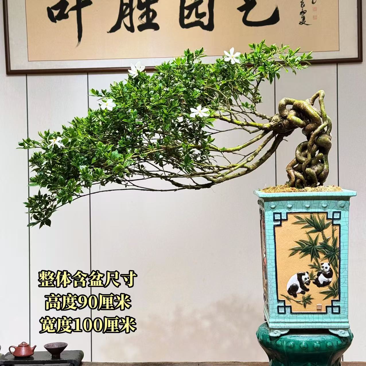 【叶胜园艺】精品四季榄叶栀子花盆景