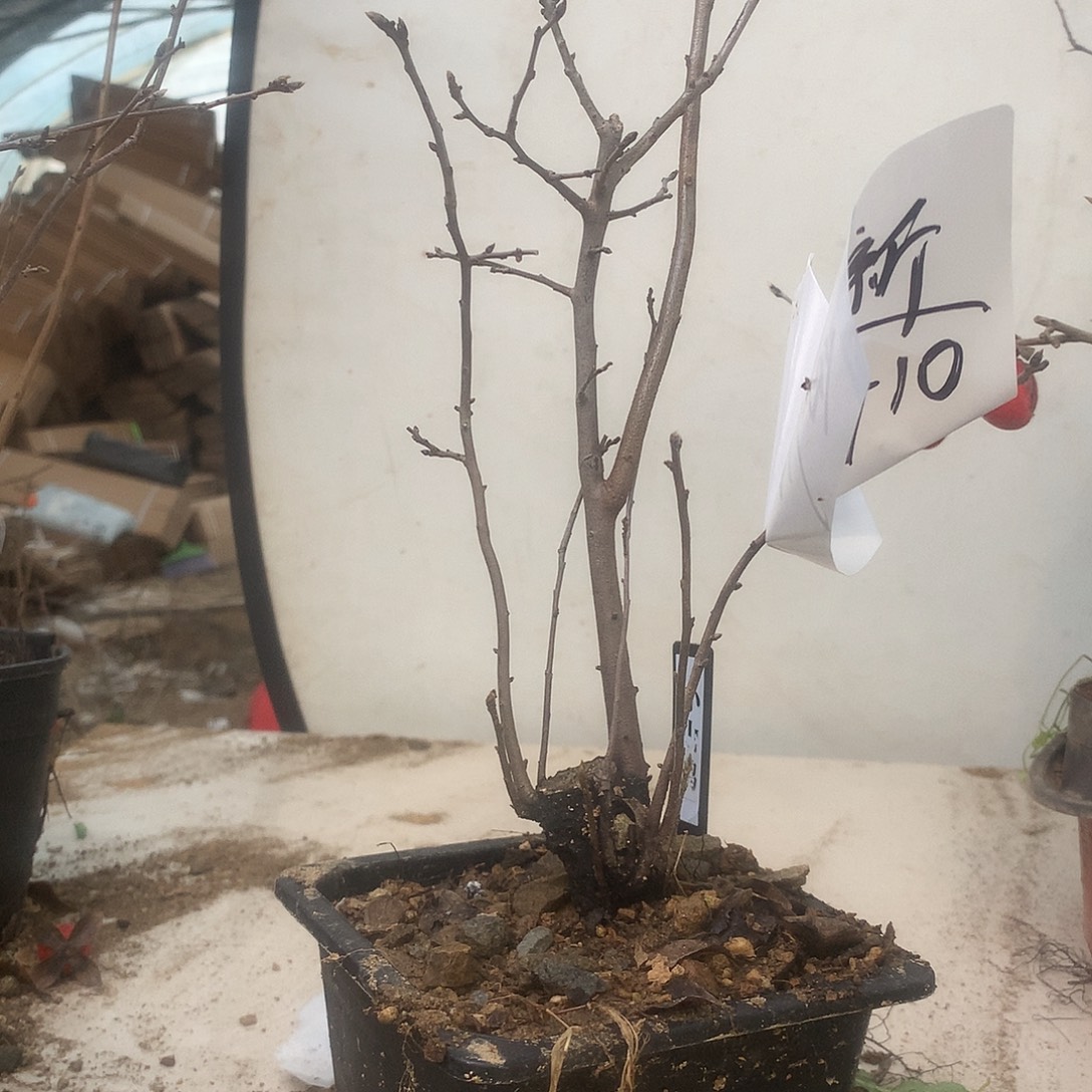 创***远完全开放老鸦是真的好喜欢
