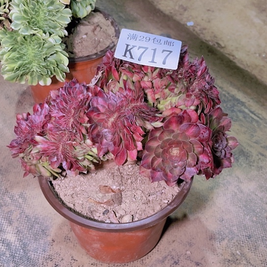 717抹茶坠多肉植物