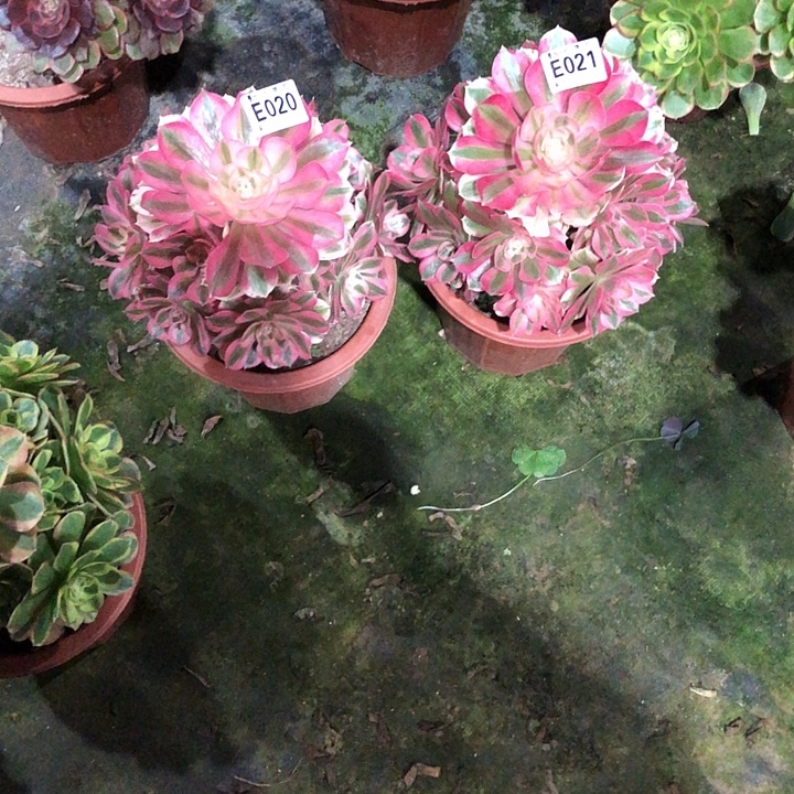 爱***艺俩颗女巫多肉02002100000