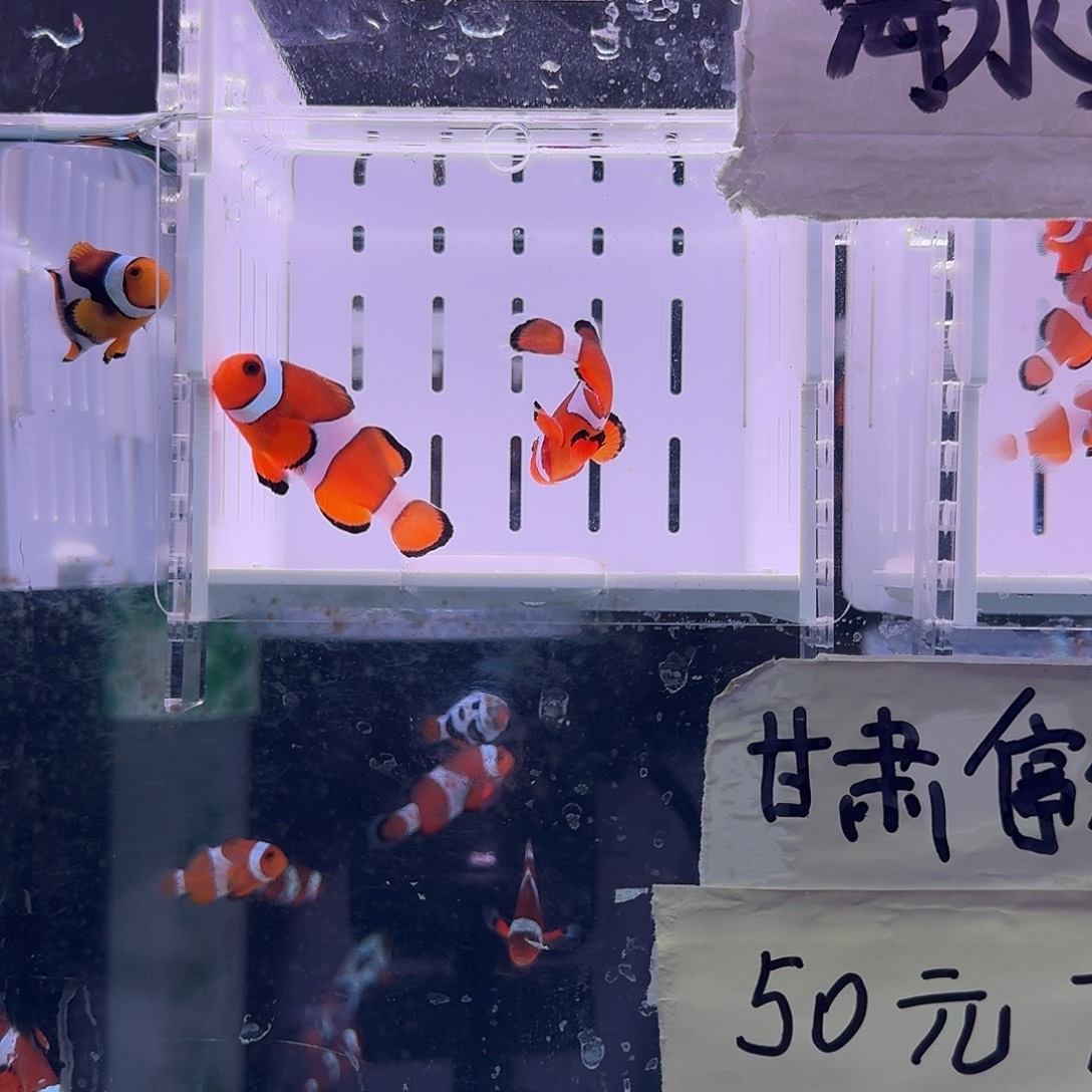 海水鱼4+精品黑边公子一对