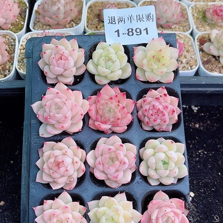 1-891 新疆西藏内蒙不发 福利福利