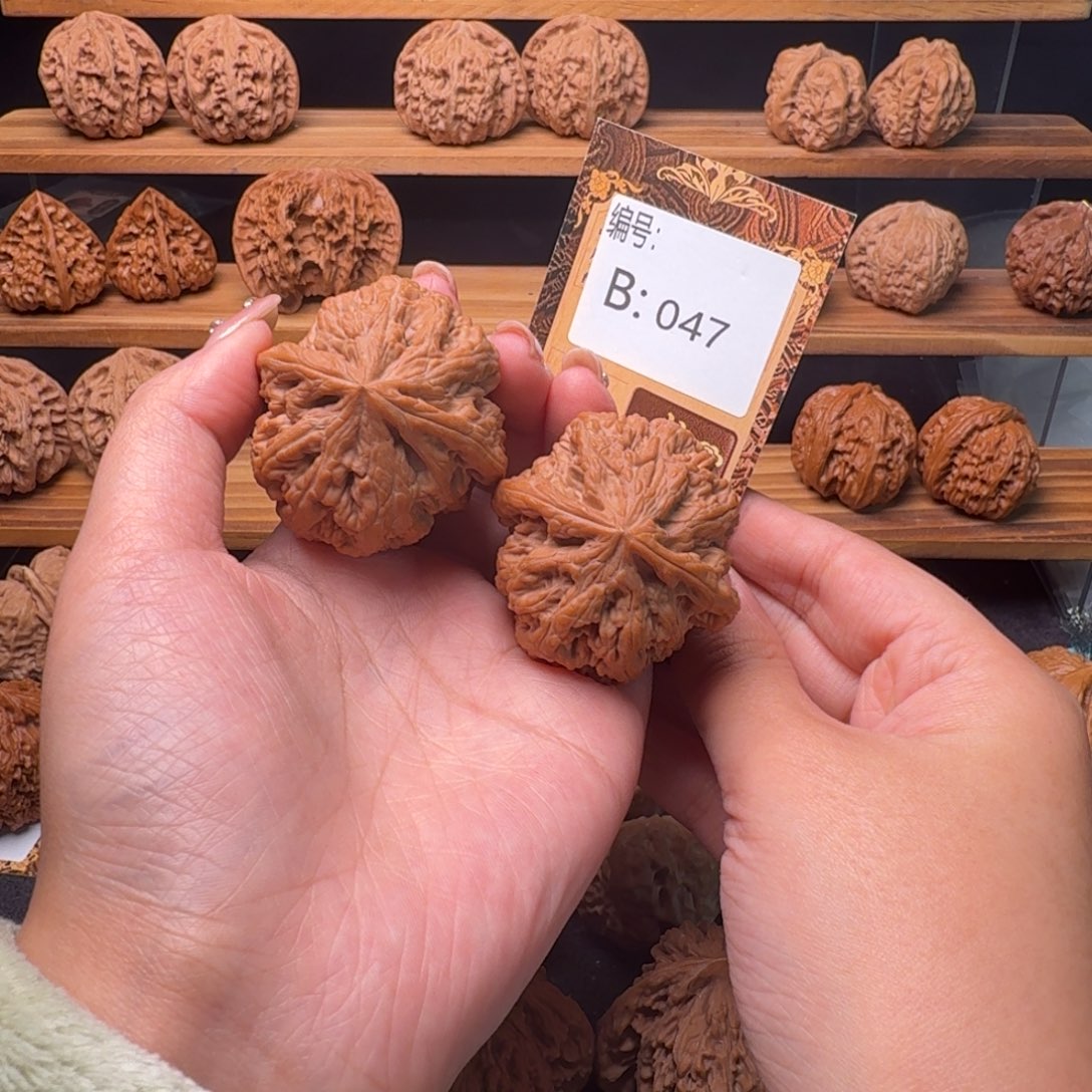 张***六核桃b047粗筋4.5+