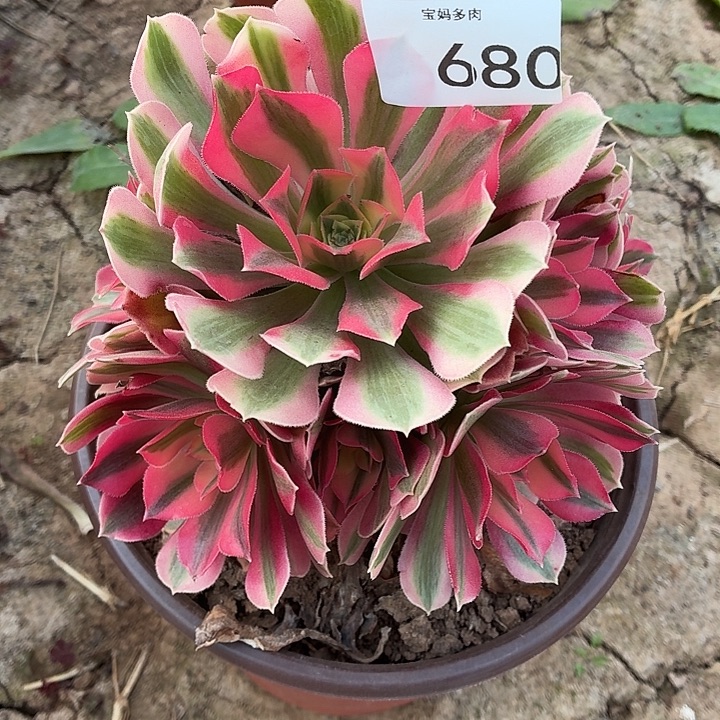 680号一物一拍1颗