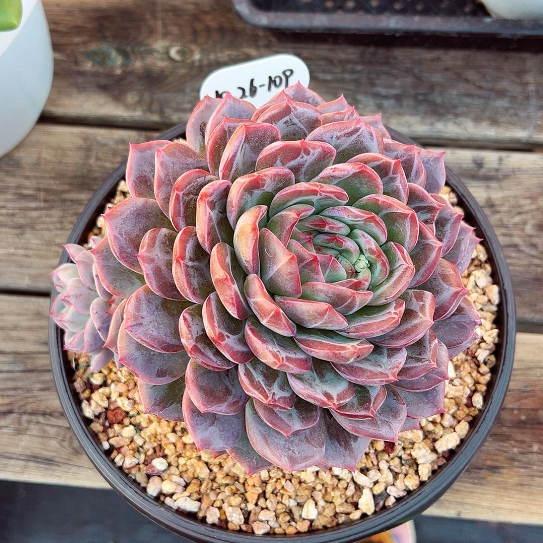 1026-109绝绝蜜家新品