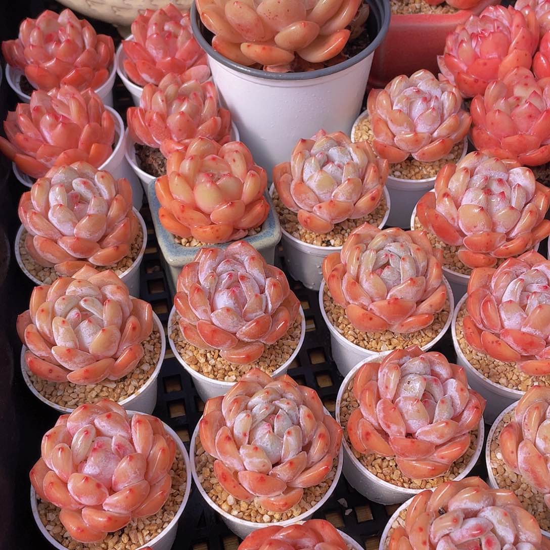 量拍66号 果冻韩版仙女橙单头5个