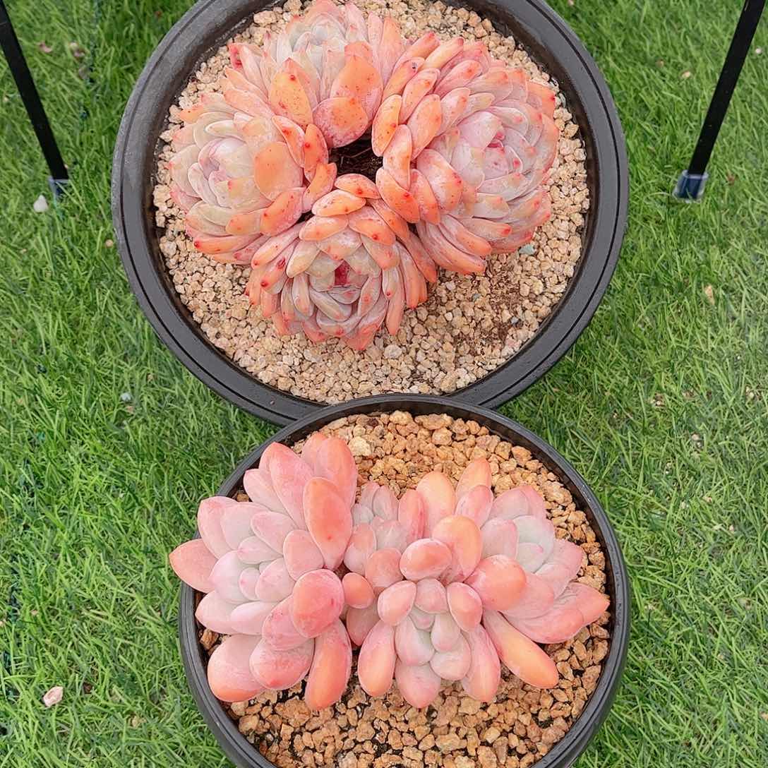 福利组合雪天使和香水多肉