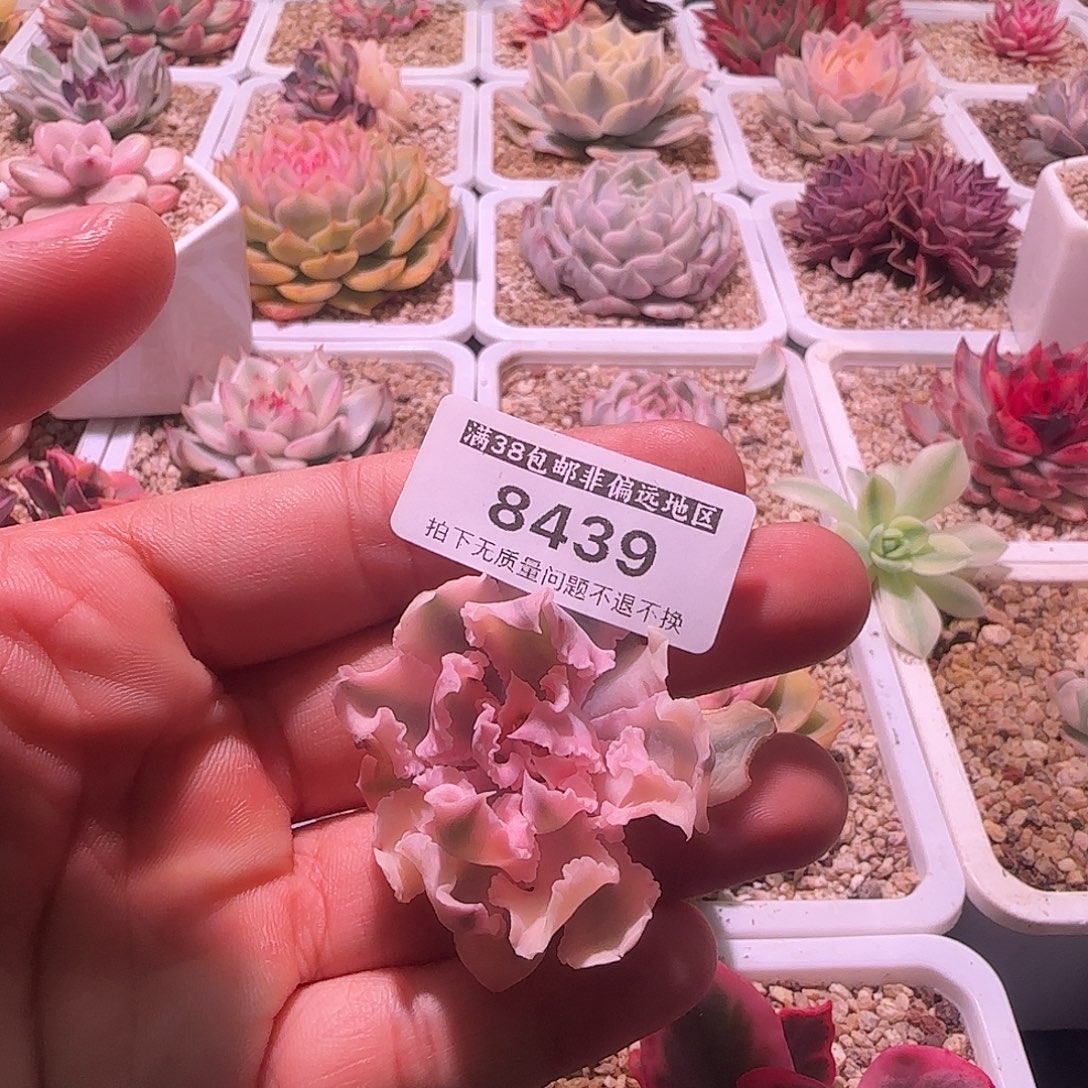 晚霞之舞锦锦锦锦8439