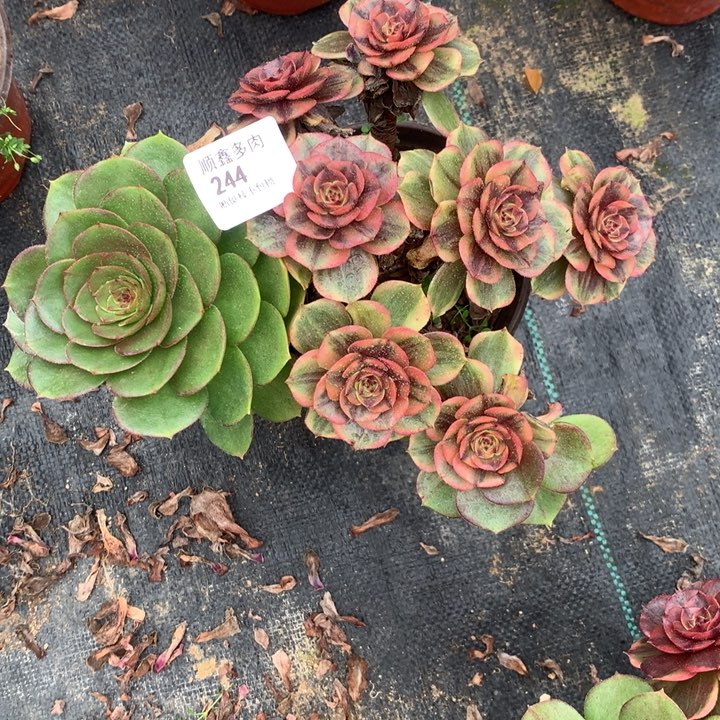 244万家丽多肉植物