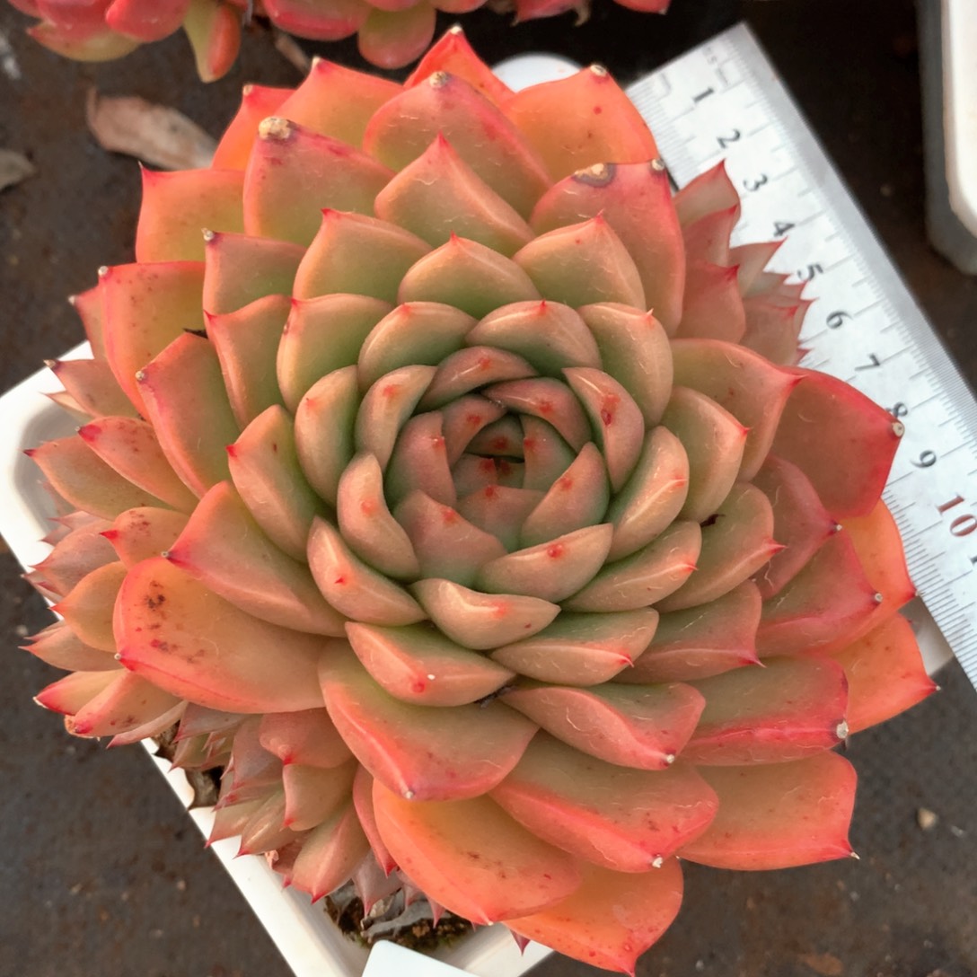 6250不包整散掉头不售后