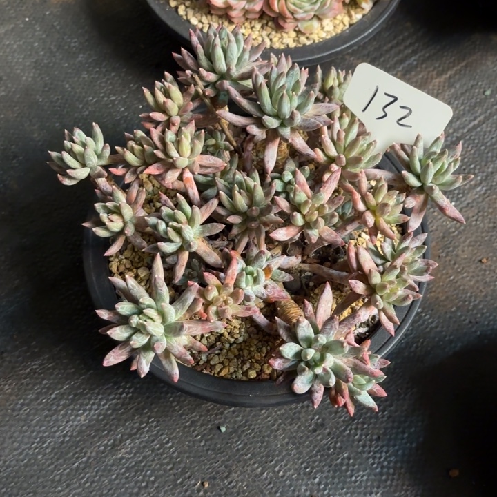 多肉植物，炫彩星132号