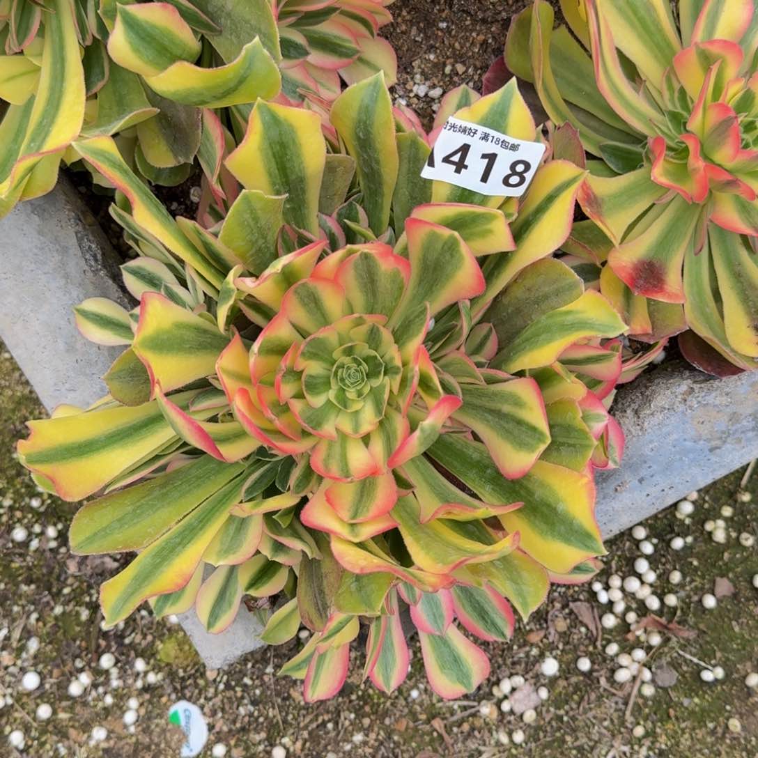 来****?418洛神多肉植物