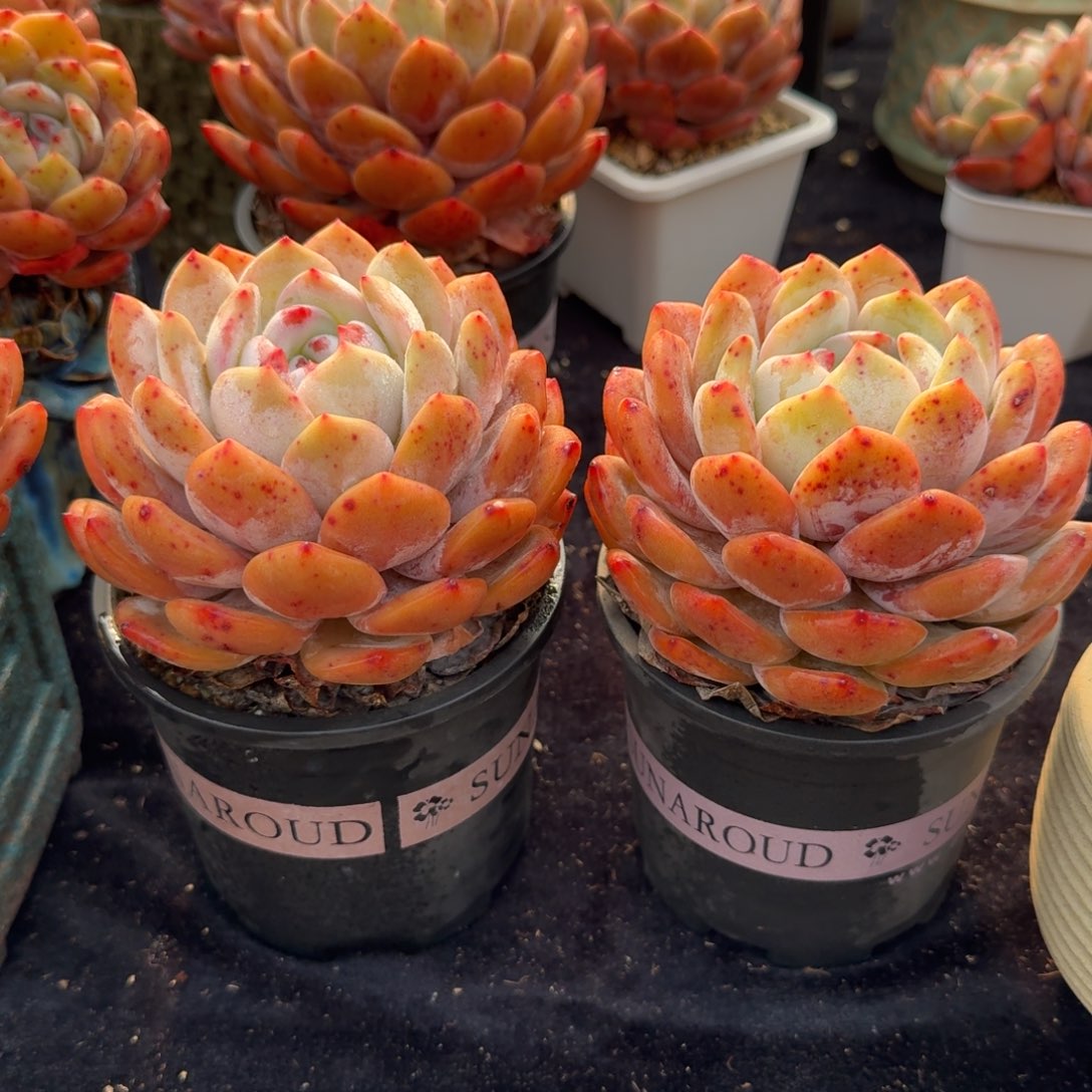 一组两颗，冠幅11左右