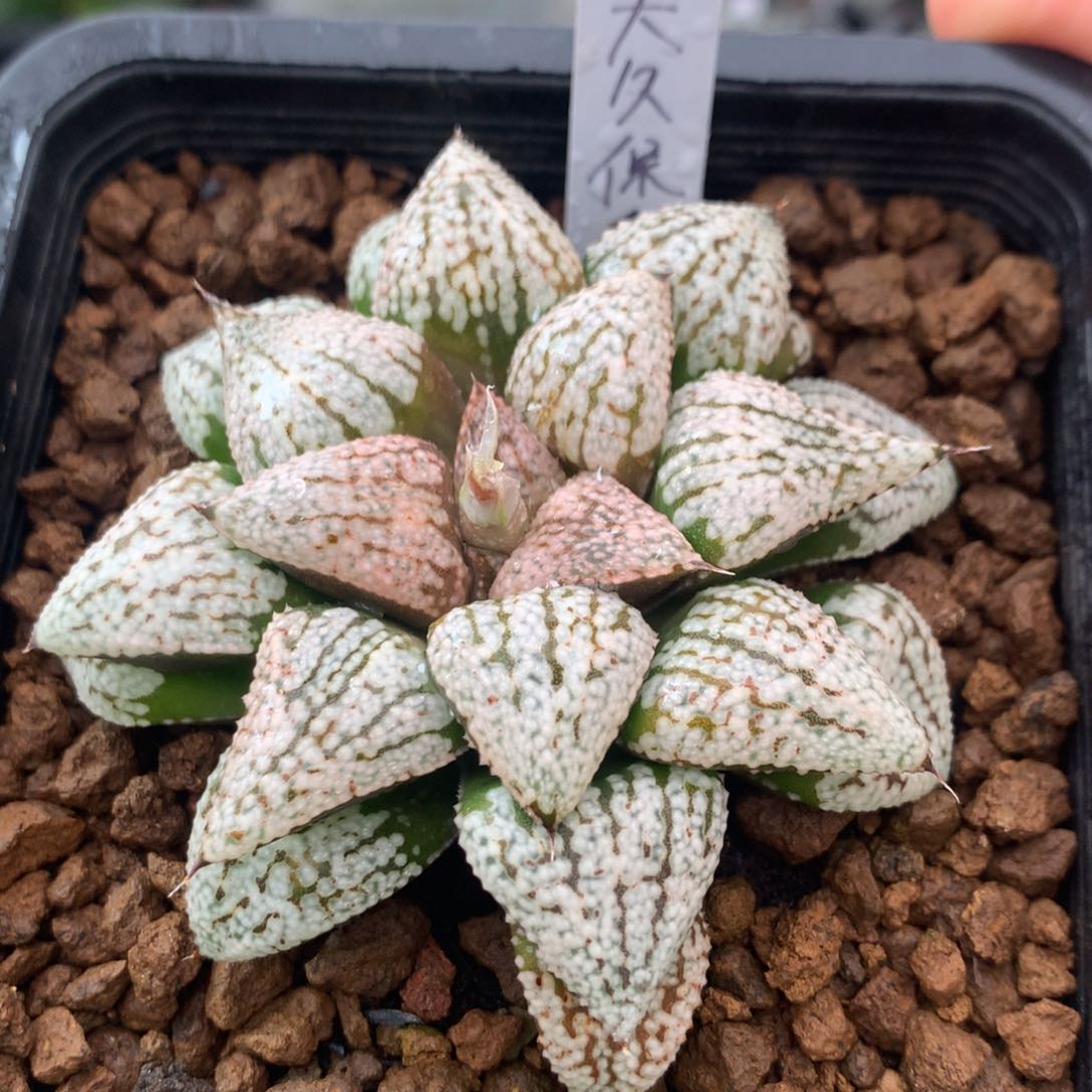 大久保白银一物一拍