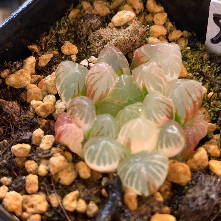 白泽毛玉露锦带refute发货