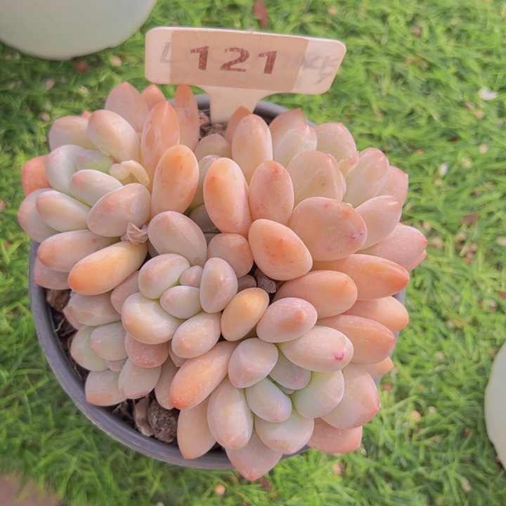 健健康康平平安安