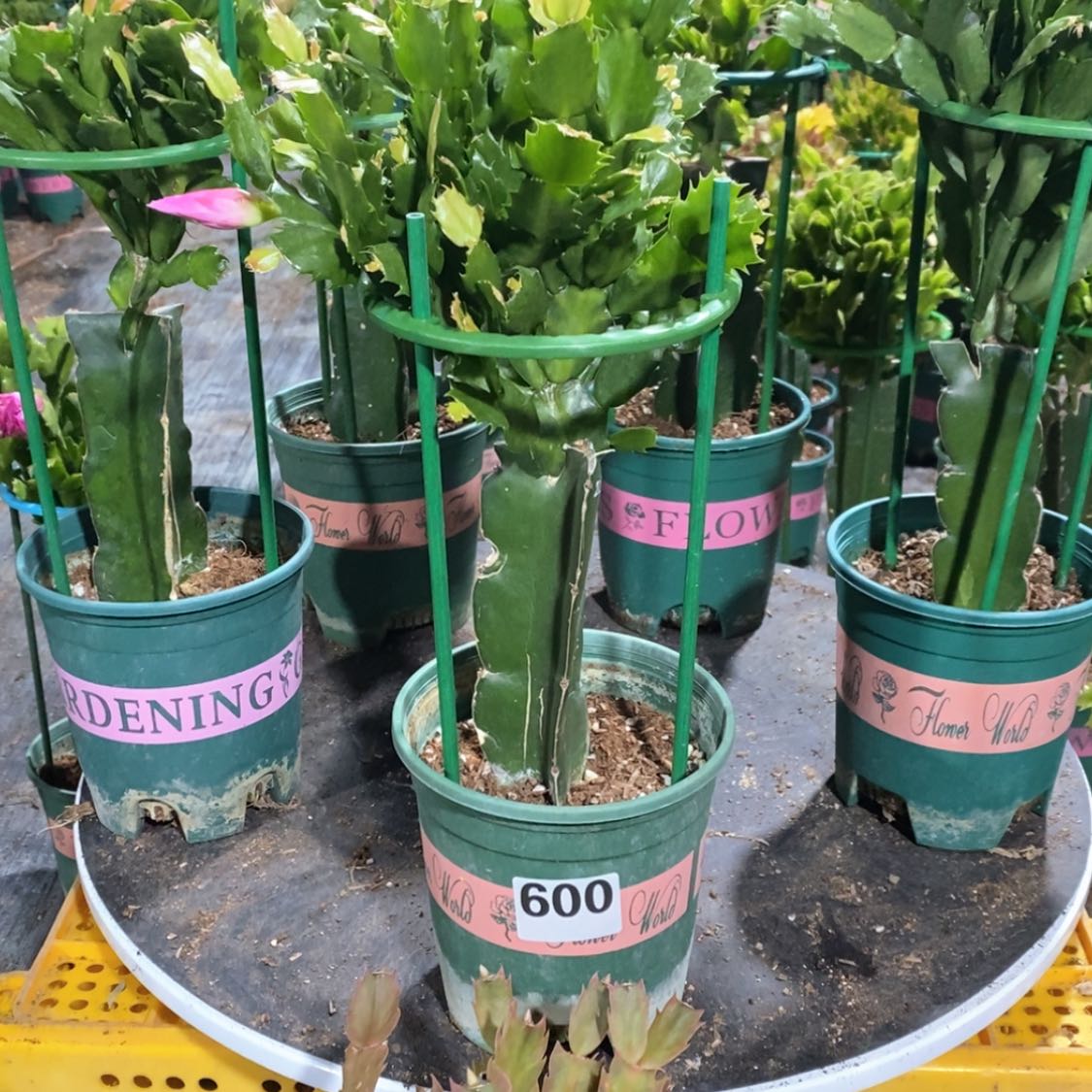 【闪购商品】完全开放乡*600嫁接2277