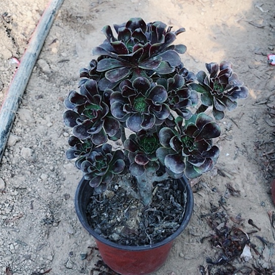 云***轻灰圆叶法师0000015