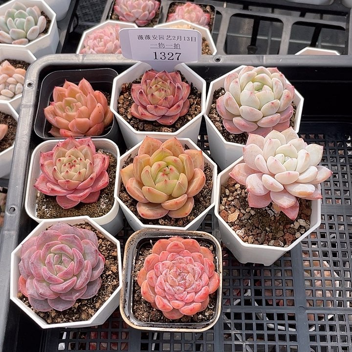 薇薇安园艺多肉1327