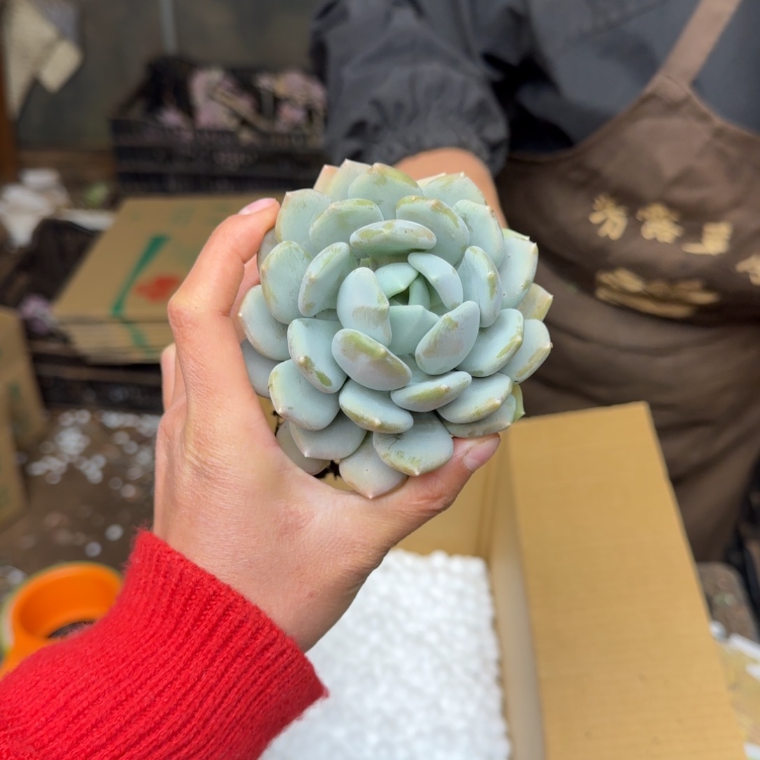 胖美人砍头 不包损13米