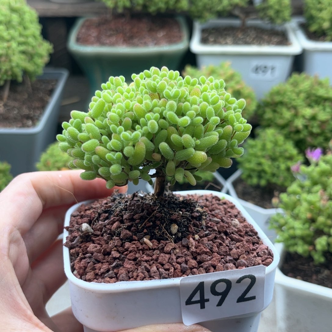 492蜜桔可爱多肉植物