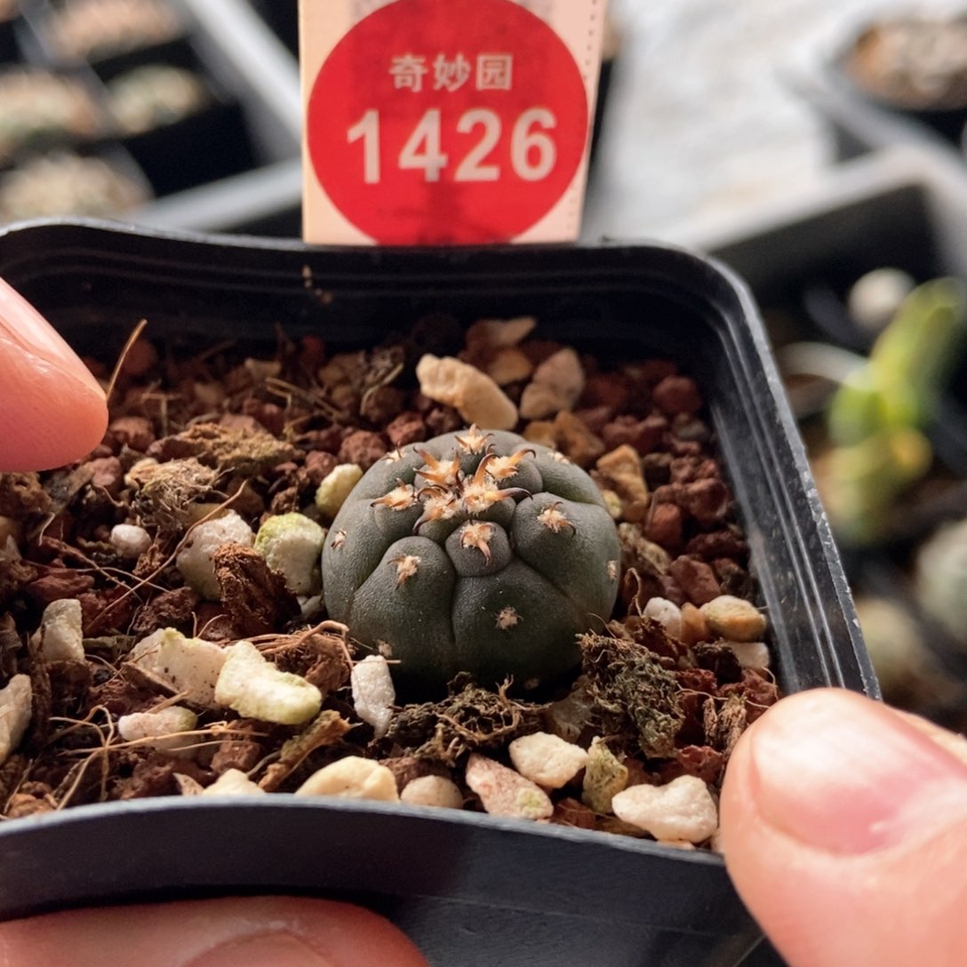 短刺猫爪1.9cm一棵仙人球