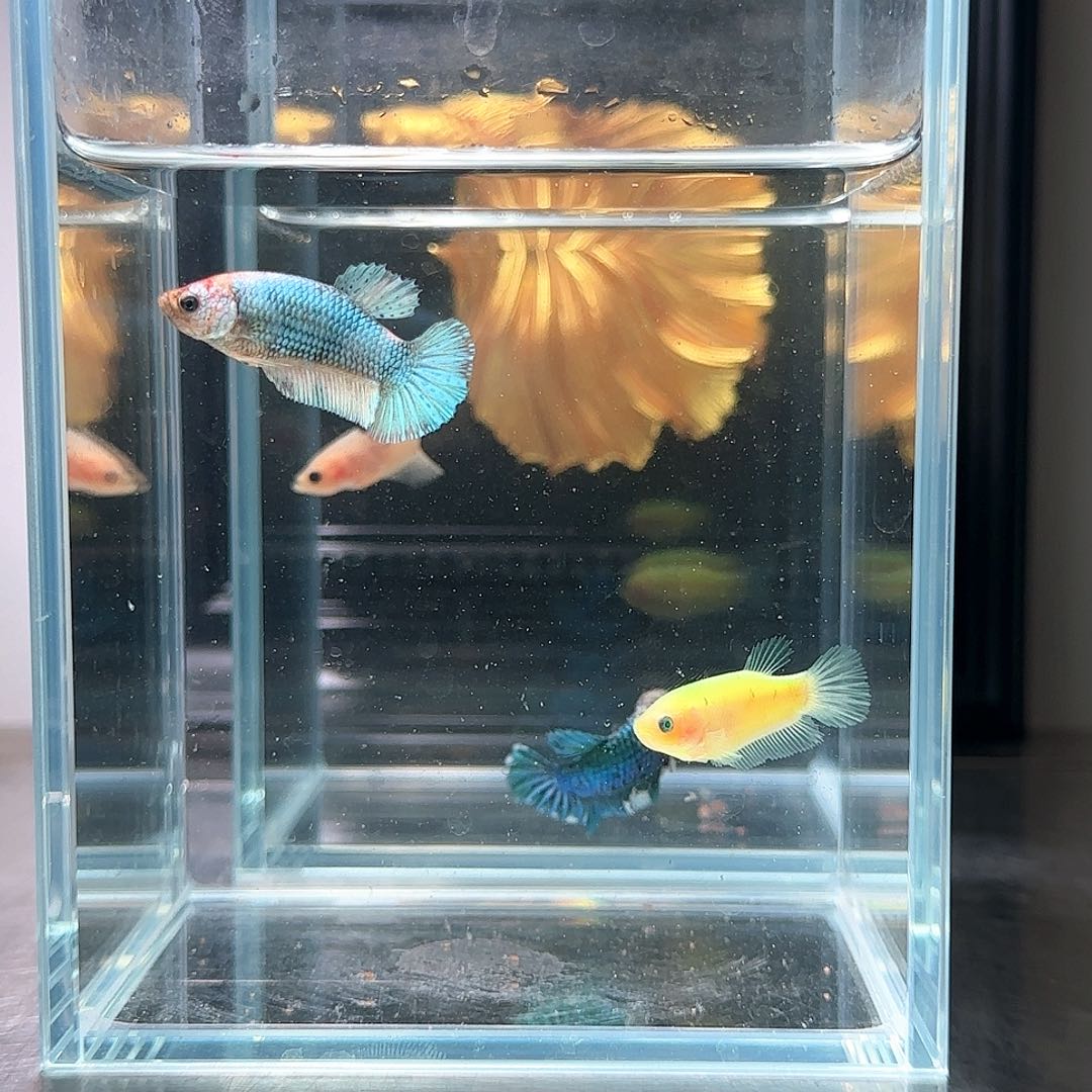 斗鱼活体观赏鱼好养耐活