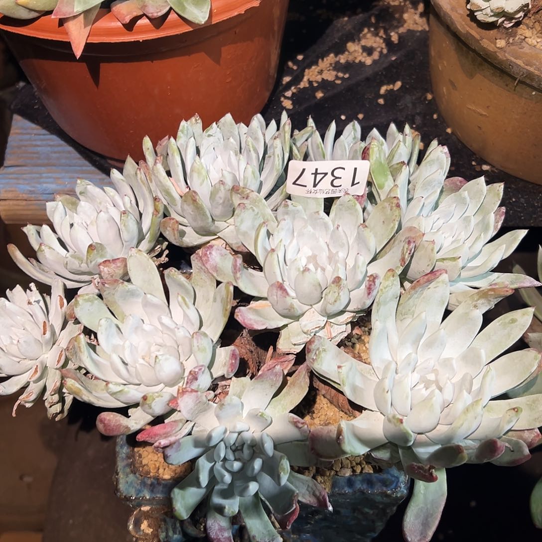 阿金尼仙女杯多肉。