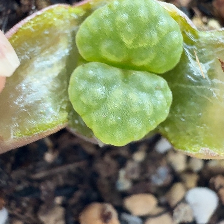 老马生石花磁铁2203