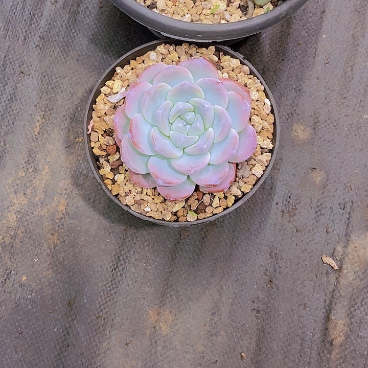 ****生冰玉多肉植物老桩