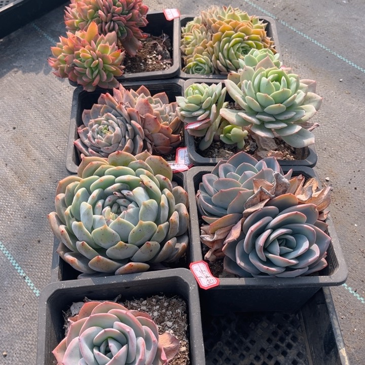 豆****)奇罗昂斯诺冰糖恋曲橙子布鲁蓝单头双头