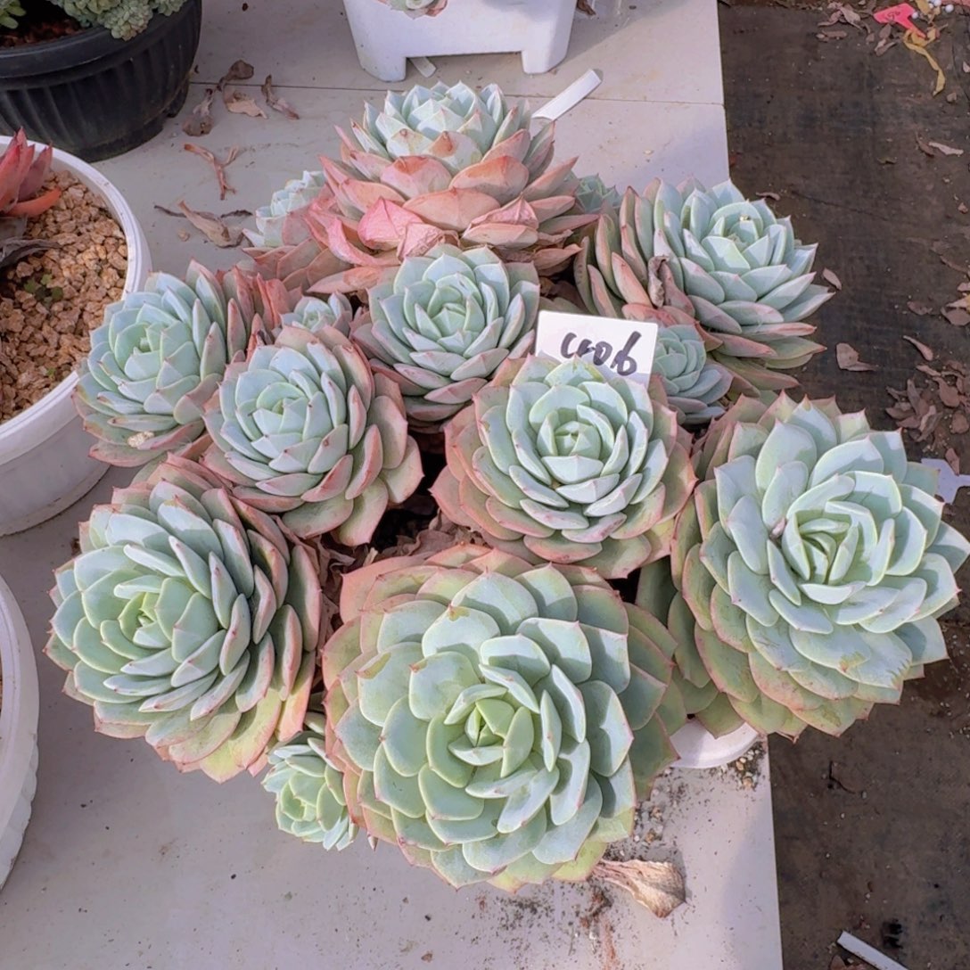4016另取多肉植物