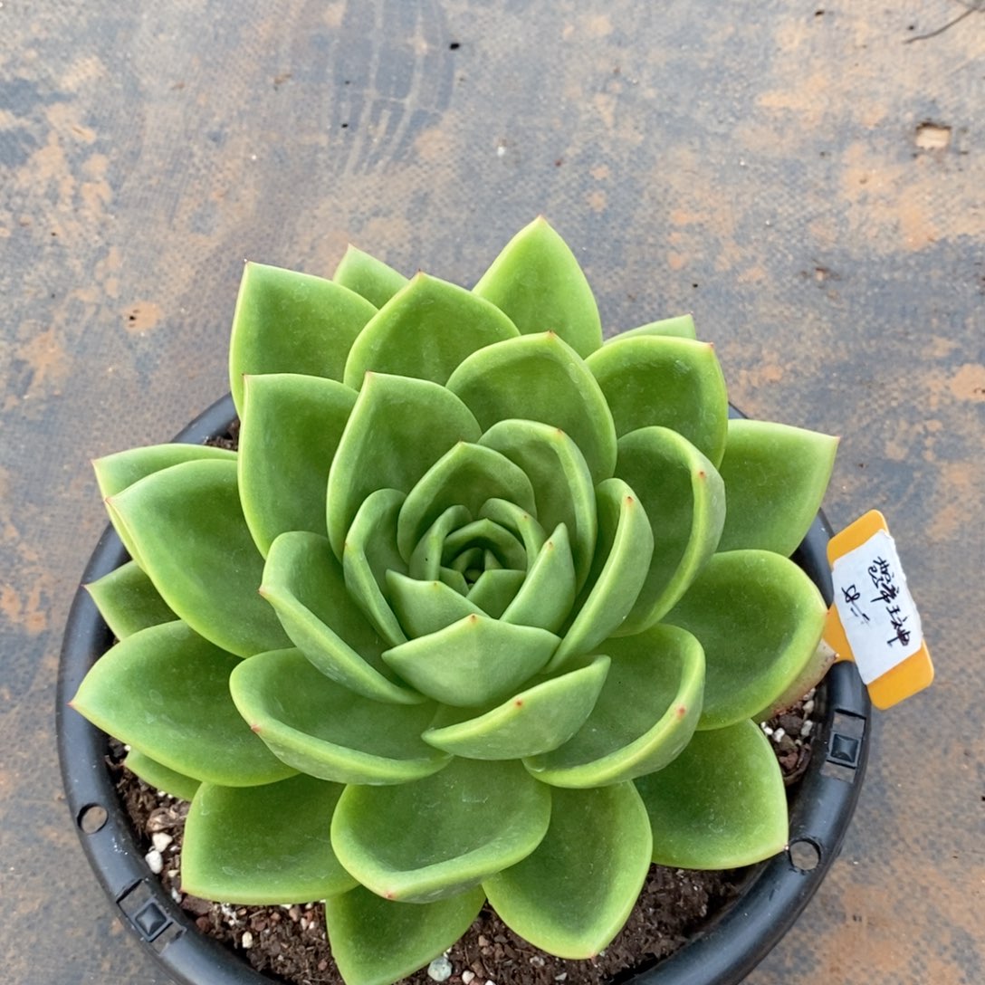 苍****暴福利1-15翠花