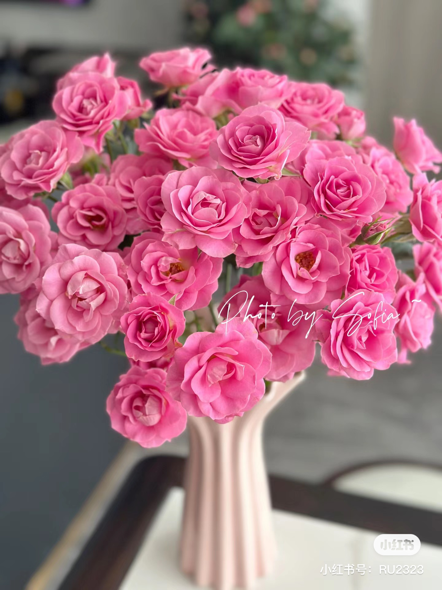 【俏夕阳】恋恋笔记 任三单顺丰空运包邮鲜切花10支装%20不售后